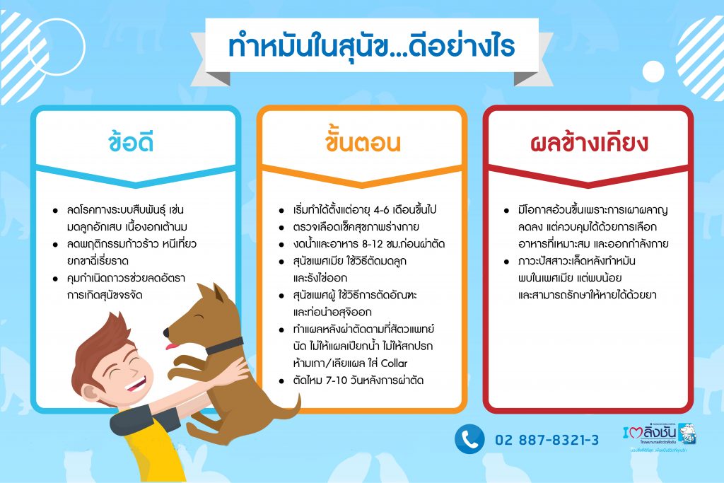 ทำหมันสุนัขดีหรือไม่อย่างไร