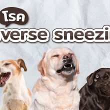 reverse sneezing ในสุนัข