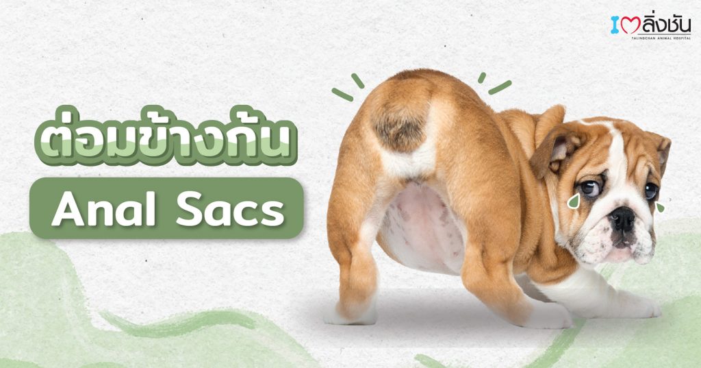 ต่อมข้างก้น หรือต่อมเหม็น