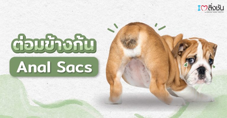 ต่อมข้างก้น หรือต่อมเหม็น