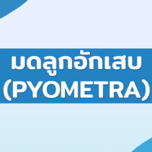 มดลูกอักเสบ (PYOMETRA)