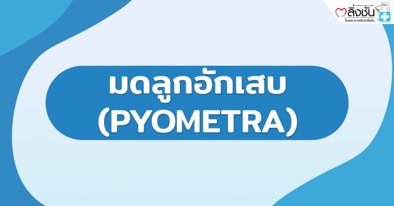 มดลูกอักเสบ (PYOMETRA)
