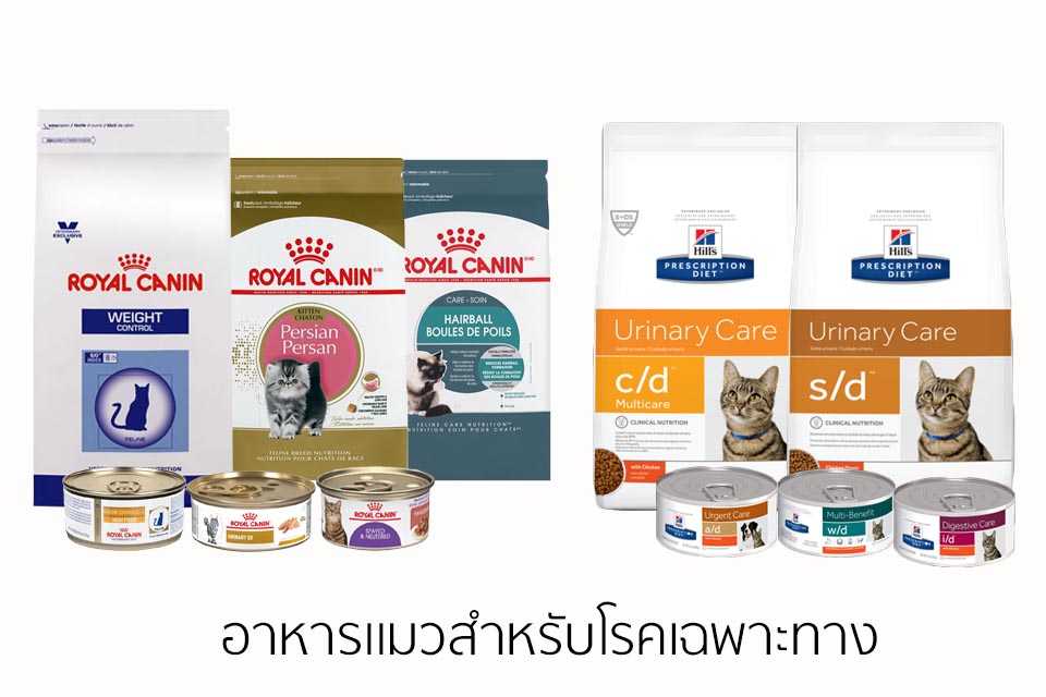 อาหารแมวสำหรับโรคเฉพาะทาง