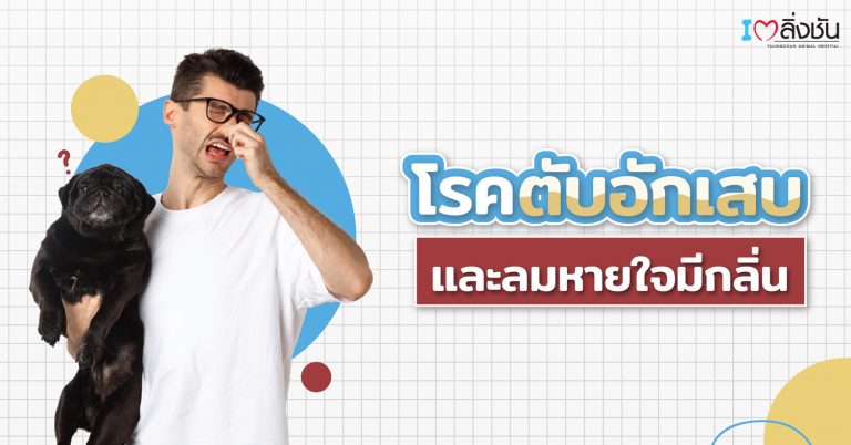 โรคตับอักเสบในสุนัข