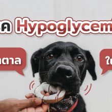 hypoglycemia ภาวะน้ำตาลในเลือดต่ำ
