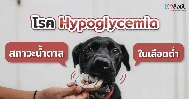 hypoglycemia ภาวะน้ำตาลในเลือดต่ำ