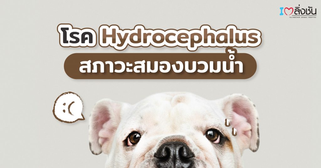สมองบวมน้ำ น้ำในโพรงสมองมากกว่าปกติ