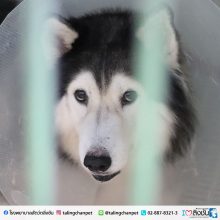 น้องลูซี่ สุนัขไซบีเรียน มีก้อนซีสต์ที่รังไข่