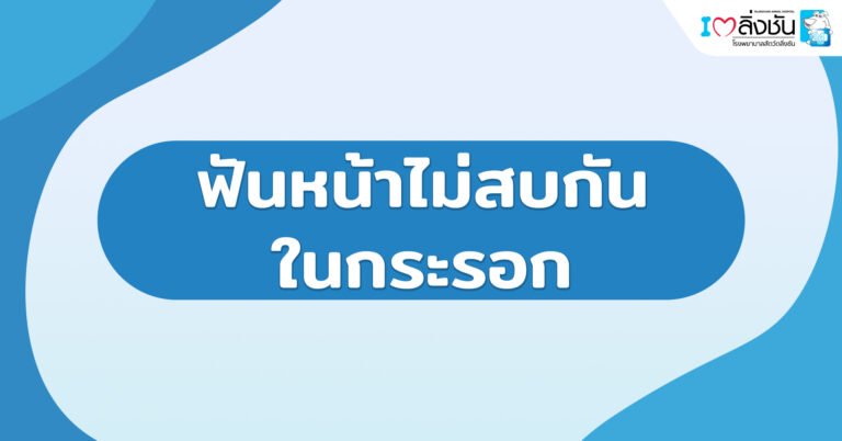 ฟันหน้าไม่สบกันในกระรอก