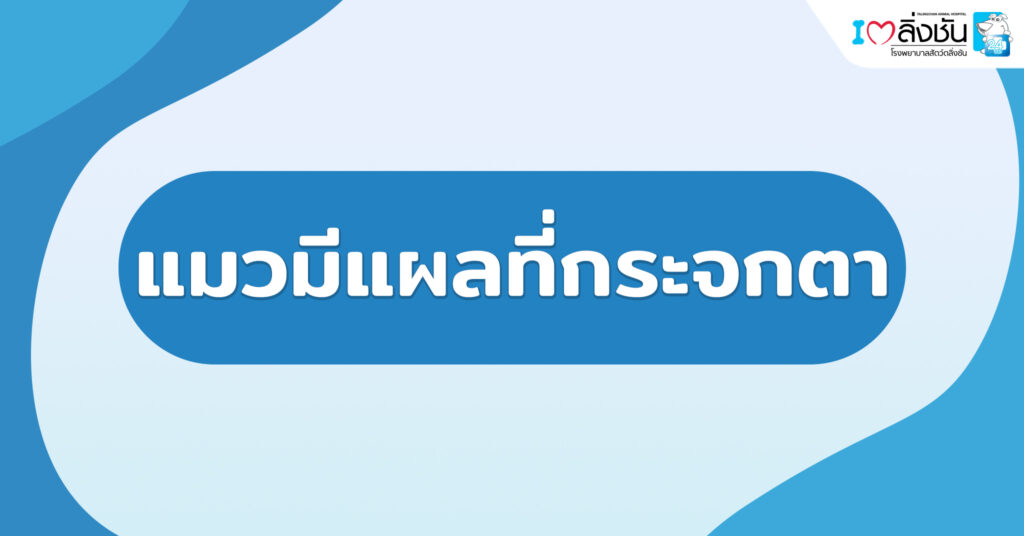แมวมีแผลที่กระจกตา