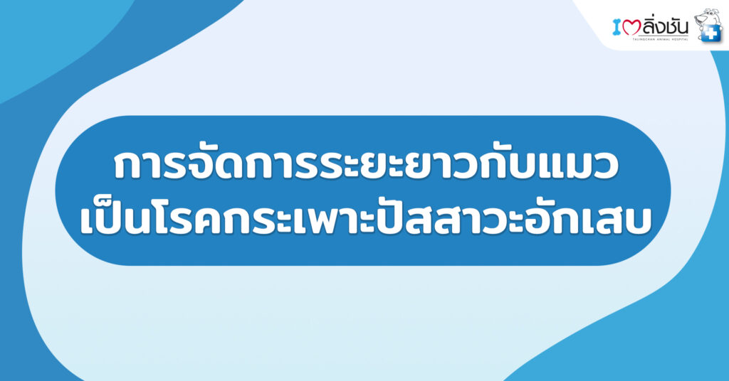 การจัดการระยะยาวกับแมวเป็นโรคกระเพาะปัสสาวะอักเสบ