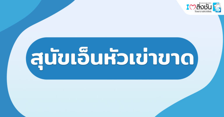 สุนัขเอ็นหัวเข่าขาด1