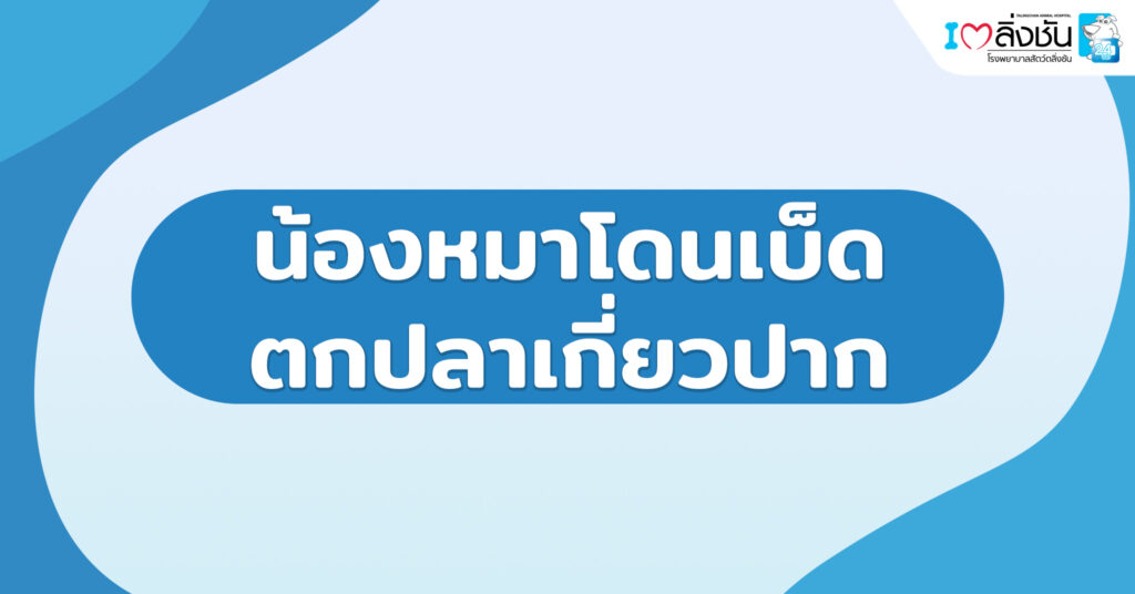 น้องหมาโดนเบ็ดตกปลาเกี่ยวปาก