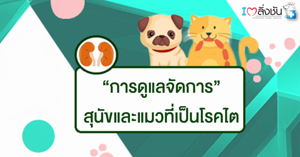 การดูแลจัดการ สุนัขและแมวที่เป็นโรคไต