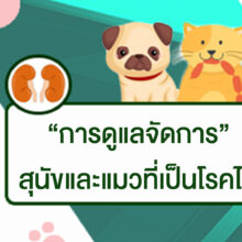 การดูแลจัดการ สุนัขและแมวที่เป็นโรคไต