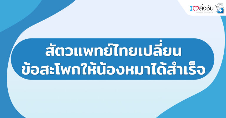 สัตวแพทย์ไทยเปลี่ยนข้อสะโพกให้น้องหมาได้สำเร็จ