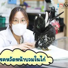 โรคหวัดหน้าบวมในไก่1