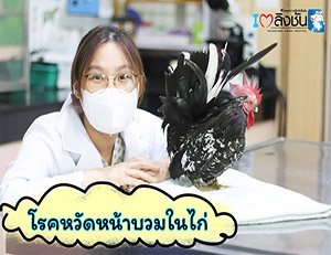 โรคหวัดหน้าบวมในไก่1
