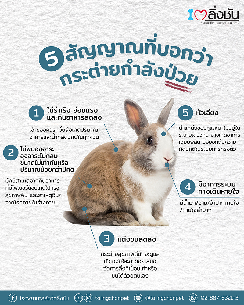 สัญญาณอาการป่วยของกระต่าย