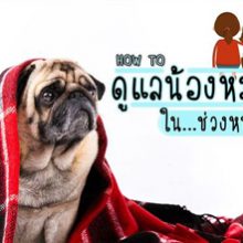 ดูแลน้องหมาในช่วงหน้าหนาว
