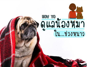 ดูแลน้องหมาในช่วงหน้าหนาว