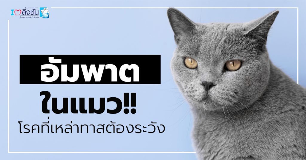อัมพาตในแมว