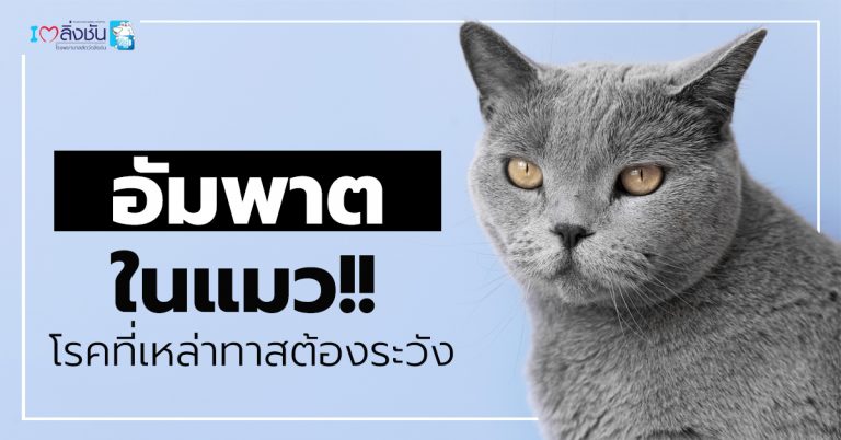 อัมพาตในแมว