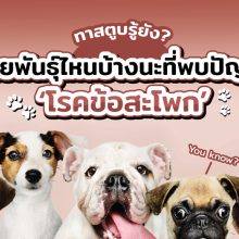 พันธุ์สุนัขที่มักเป็นโรคข้อสะโพกเสื่อม
