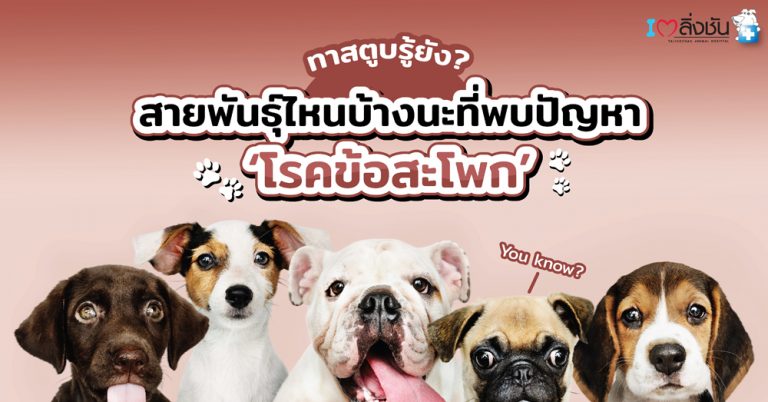 พันธุ์สุนัขที่มักเป็นโรคข้อสะโพกเสื่อม