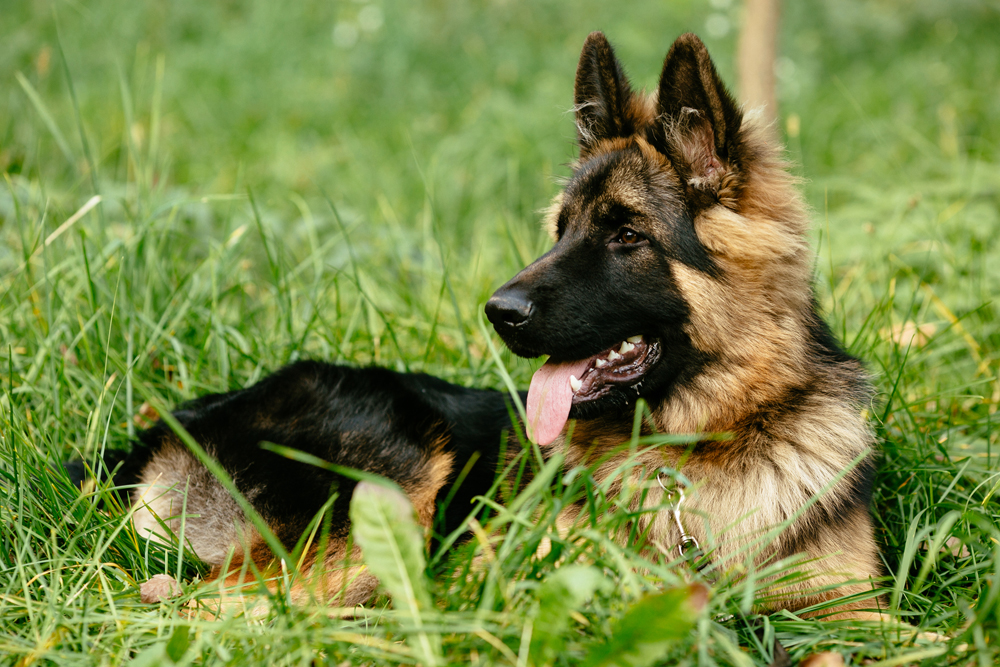 โรคข้อสะโพกเสื่อมใน เยอรมัน เชพเพิร์ด (German Shepherd)