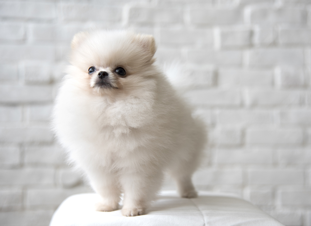 โรคข้อสะโพกเสื่อมใน ปอมเมอเรเนียน Pomeranian