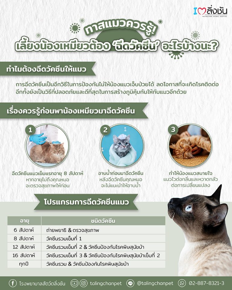 เลี้ยงแมว 1 ตัวต้องฉีดวัคซีนอะไรบ้าง