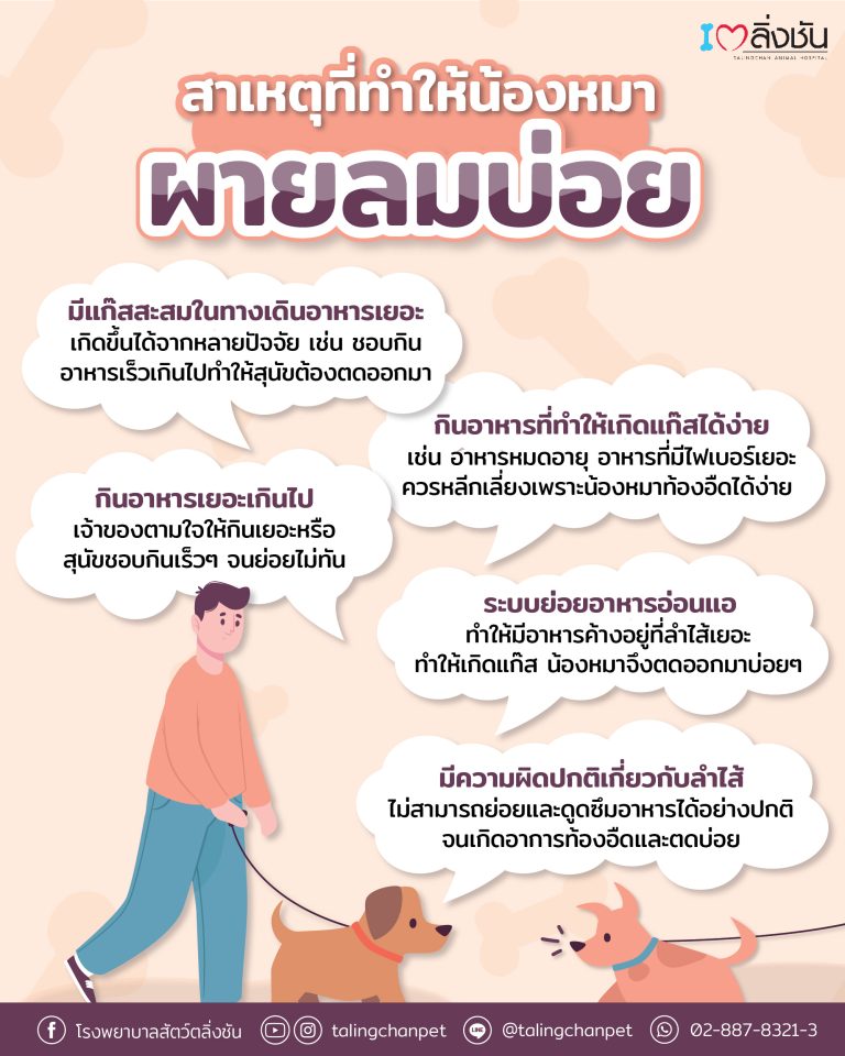 หมาผายลม