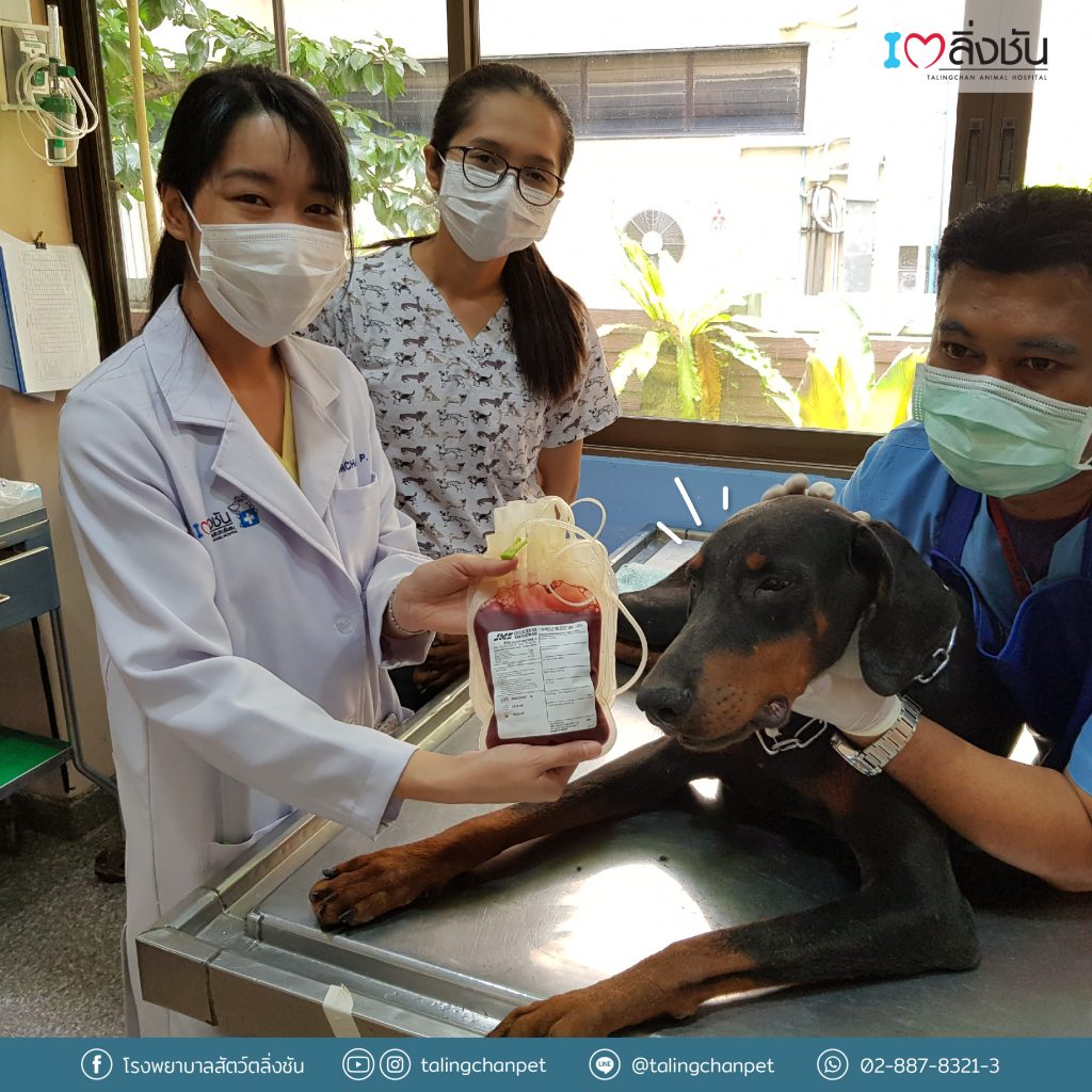บริจาคเลือดสุนัข โรงพยาบาลสัตว์ตลิ่งชัน