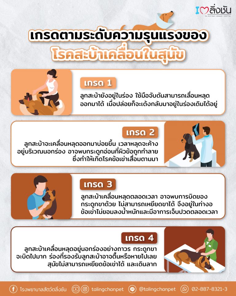 ระดับความรุนแรง สะบ้าเคลื่อนในสุนัข