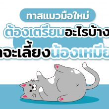 อยากเลี้ยงแมวต้องเตรียมอะไรบ้าง