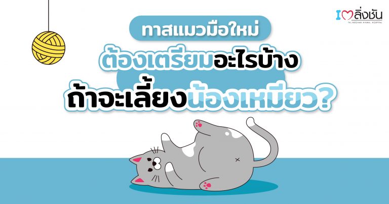 อยากเลี้ยงแมวต้องเตรียมอะไรบ้าง