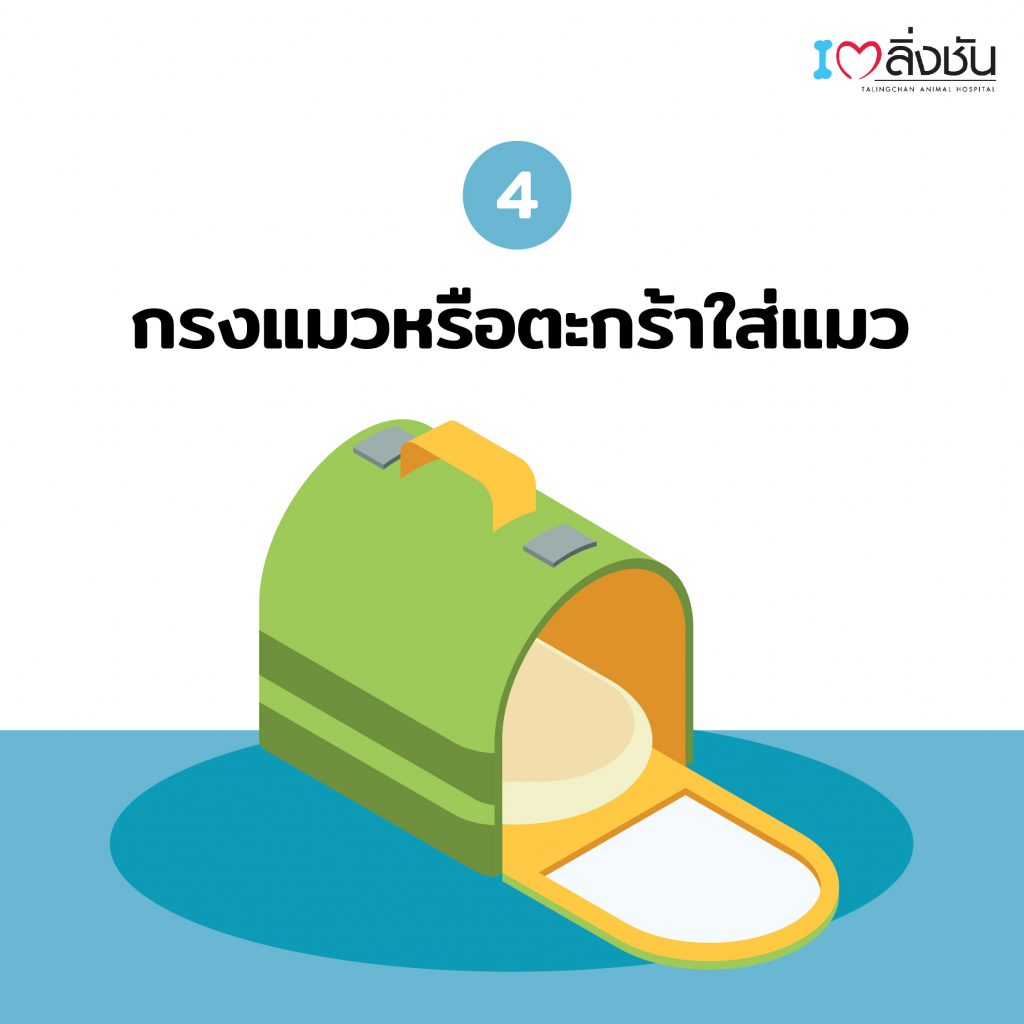 เตรียมกระเป๋าแมว