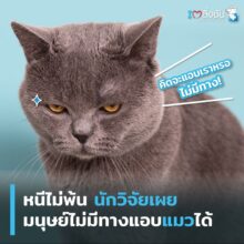 แอบแมวไม่ได้