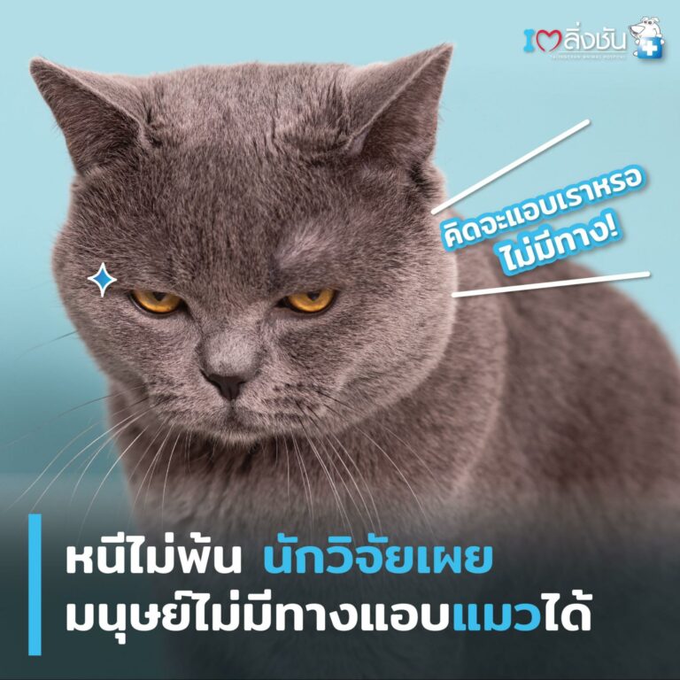 แอบแมวไม่ได้