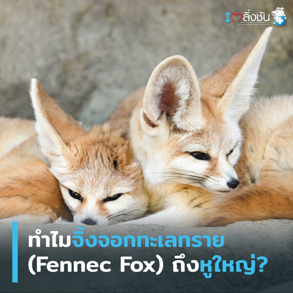 สุนัขจิ้งจอก Fennec Fox