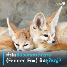 สุนัขจิ้งจอก Fennec Fox