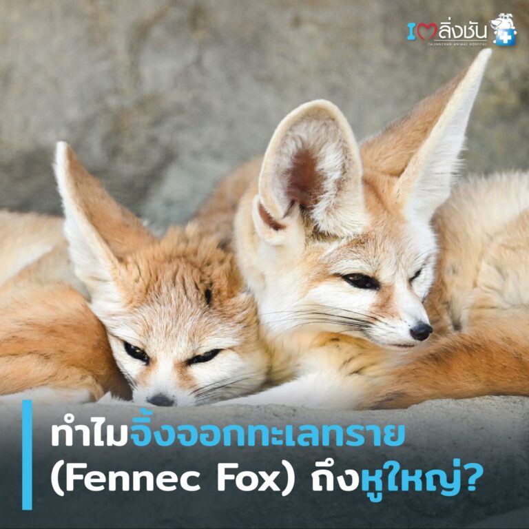 สุนัขจิ้งจอก Fennec Fox
