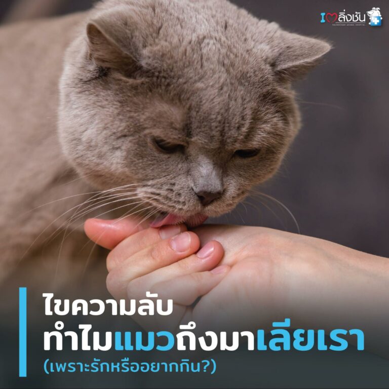 ทำไมแมวชอบเลียเรา
