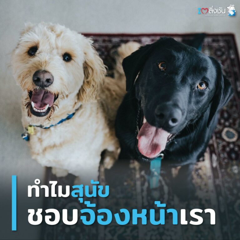 หมามองหน้า