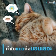 แมวนอน