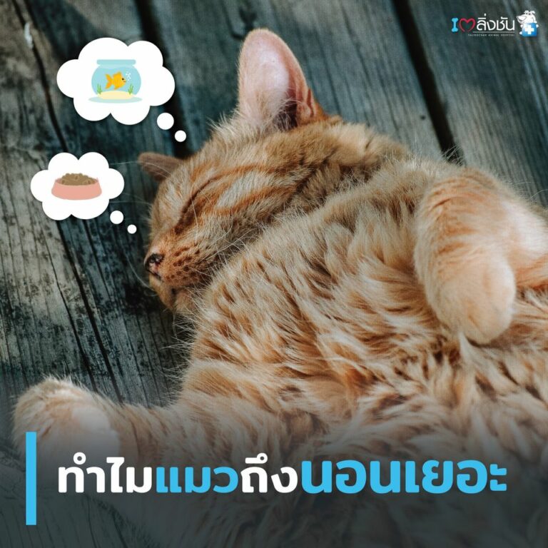 แมวนอน