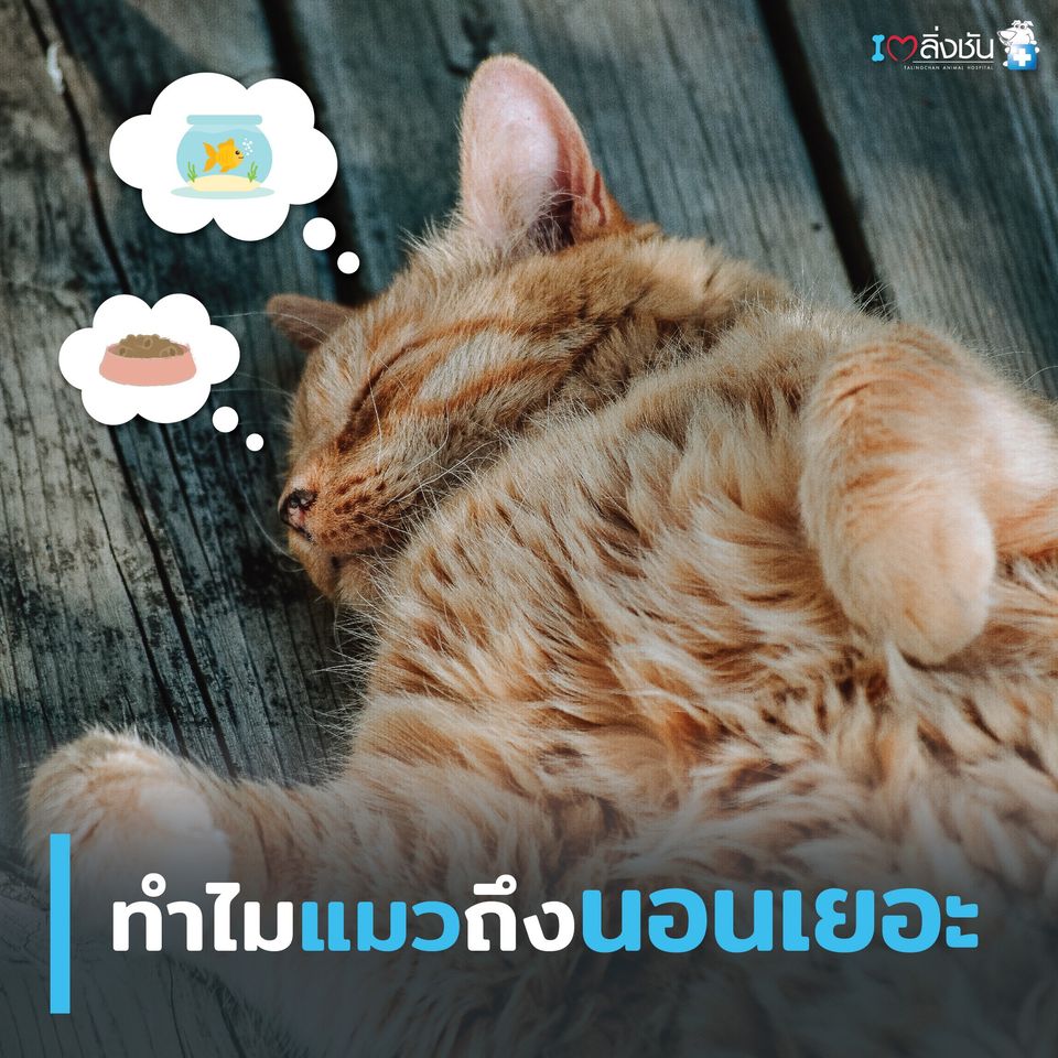 แมวนอน