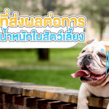 ปัจจัยที่ส่งผลต่อการควบคุมน้ำหนักในสัตว์เลี้ยง