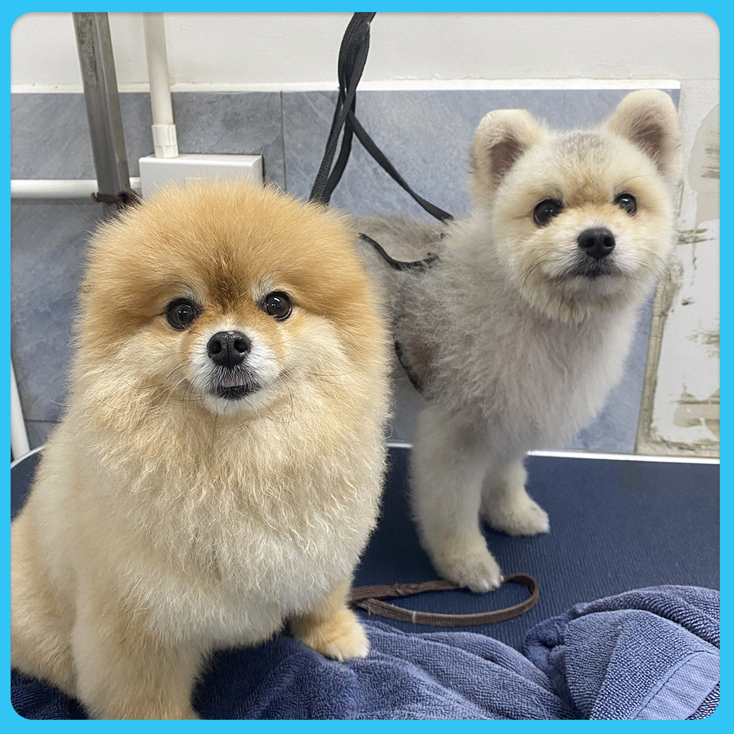 Grooming4